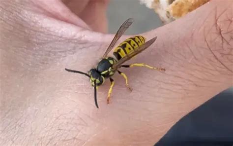 The 13 Common Wasps in Ohio: A Comprehensive Guide