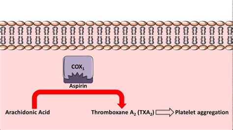 Aspirin Mechanism Of Action