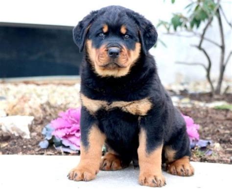 Mini Rottweiler Puppies for Sale - Keystone Puppies