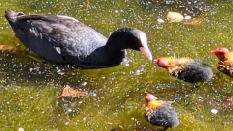 Coots feeding babies - YouTube