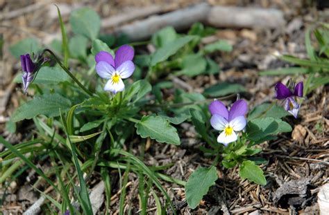 Beautiful Viola Tricolor whole Flower - Beautiful Insanity