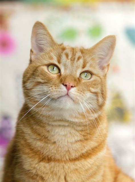 Orange cute cat with green eyes in 2020 | Orange tabby cats, Cat care, Tabby cat