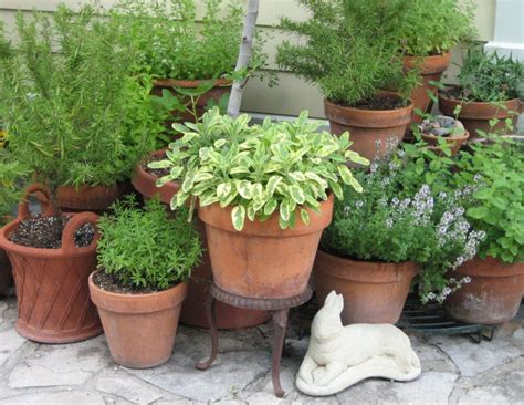 How to Grow a Container Herb Garden