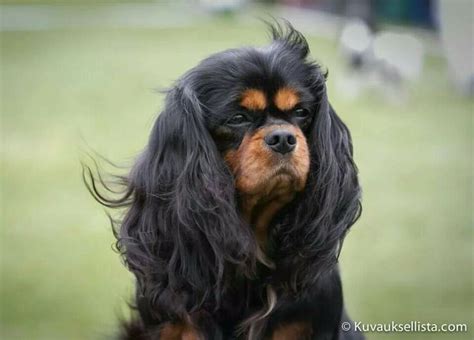 332 best Black and Tan - Cavalier King Charles Spaniel images on ...