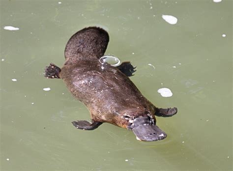 Platypus plotted by DNA in Ipswich creeks - Ipswich First