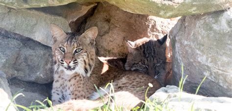 Bobcat - Turpentine Creek Wildlife Refuge