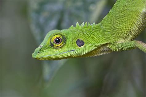 Cute green lizards -- Macro in photography-on-the.net forums