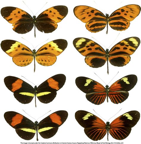 The Genetics of Butterfly Colors