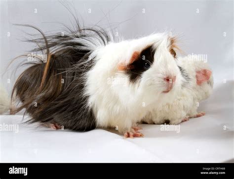 Welcome To Thepiggiepigpalace Peruvian Guinea Pig