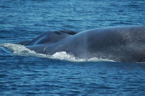 Where Do Blue Whales Go to Breed? - Science Connected Magazine