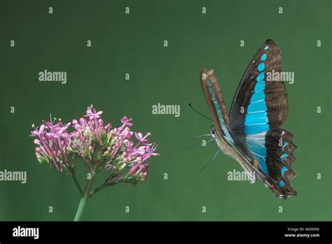 Blue triangle butterfly in flight Stock Photo - Alamy