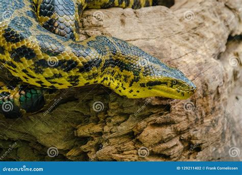 The Green Anaconda Focuses on a Prey. Stock Photo - Image of closeup, nature: 129211402