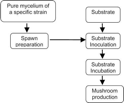 General scheme of the culture of mushrooms | Download Scientific Diagram