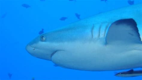 Researchers explore evolutionary link between shark gills, limbs | CBC News