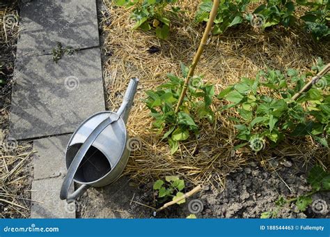 Watering Can Metal, in Vegetable Garden Stock Image - Image of watering, peas: 188544463