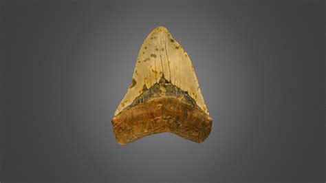 Fossilized Megalodon Tooth 4.29 inches - Download Free 3D model by rankinstudio [da7bc90 ...