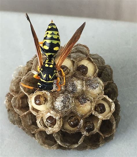 Yellow Jacket Paper Wasp Nest