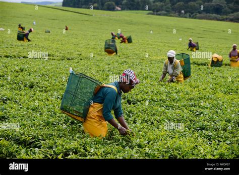 KENYA Kericho, worker pick tea leaves for Lipton tea, tea plantation of ...