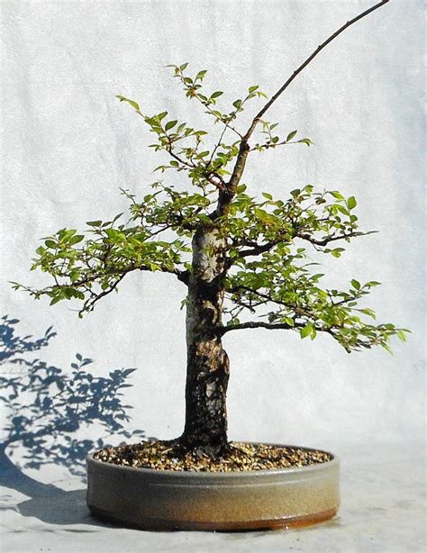 Progression – Chinese Elm 1 | Bonsai South