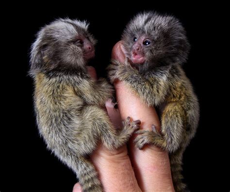 Common Marmoset