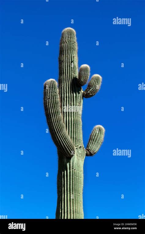 Saguaro Cactus, Arizona, USA Stock Photo - Alamy