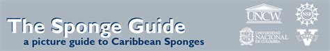 The Sponge Guide: Species List