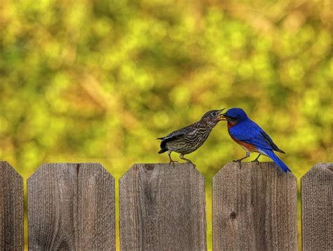 Male Eastern Bluebird Feeding Juvenile Photograph by Judy Vincent ...