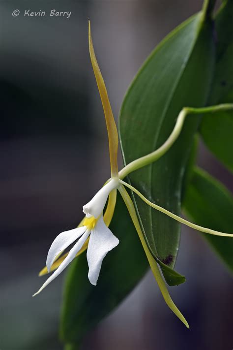 Night-scented Orchid 2 | Fakahatchee Strand Preserve State Park ...