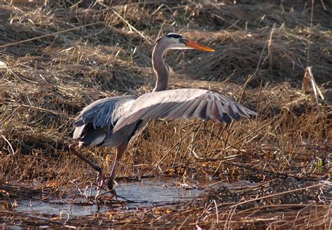 Ardea herodias (Ardeidae) image 12017 at PlantSystematics.org