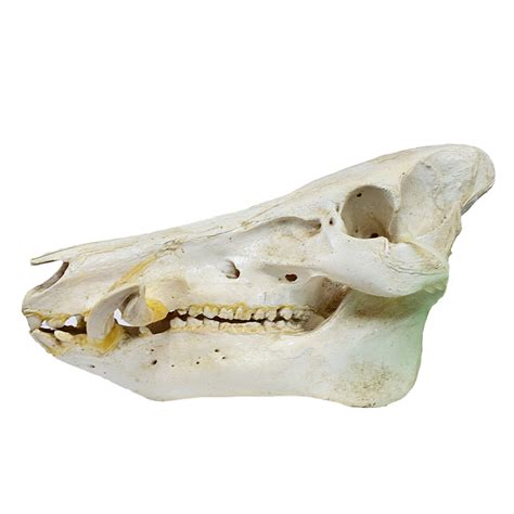 Wild Boar Skull - Taxidermy Mounts for Sale and Taxidermy Trophies for ...