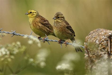 Yellowhammers Male and Female ( Emberiza citrinella) - a photo on Flickriver