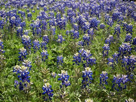 Texana Thursday: 4 Fun Facts about Texas Bluebonnets – George Slaughter