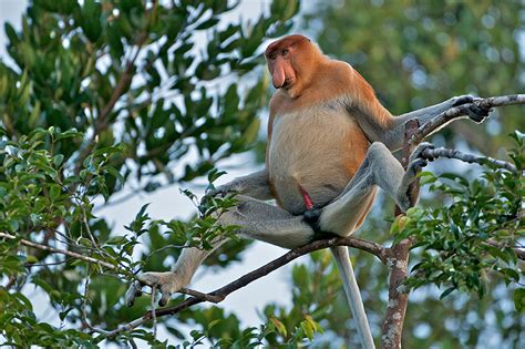 Immodest Proboscis Monkey (Warning, Explicit Material) | Sean Crane Photography