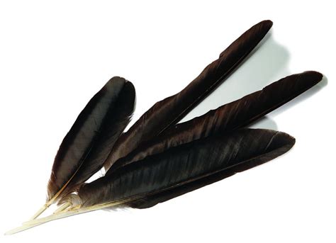 Black Crow Feathers (Large) | proyectosarquitectonicos.ua.es