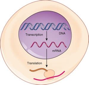 The Role of mRNA in Protein Synthesis | Function & Purpose - Lesson | Study.com