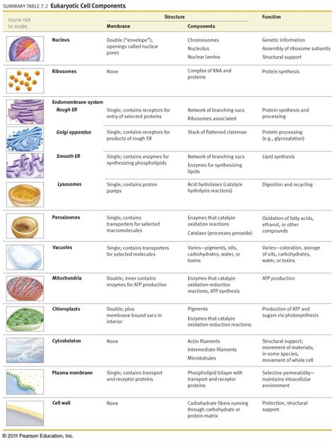 Cell Organelle Worksheet | ABITLIKETHIS