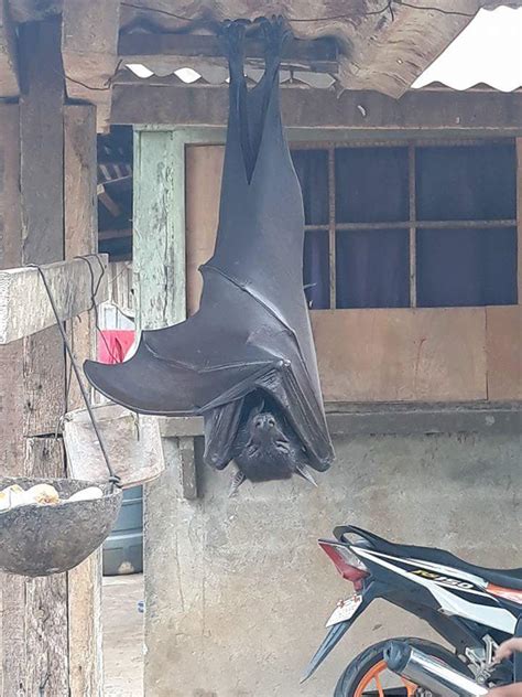 Here's What You Need to Know About That 'Human-Sized' Bat Going Viral : ScienceAlert