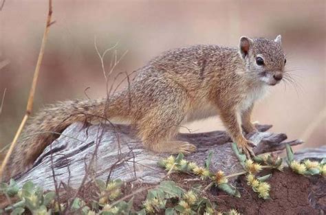 Tree Squirrel - Rodent - Southern Africa