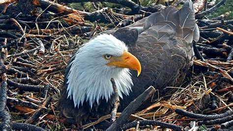 Observe the Bald Eagle Eggs Hatching in Real-time via Nest Cam Feed - 'Forbes' News Summary ...