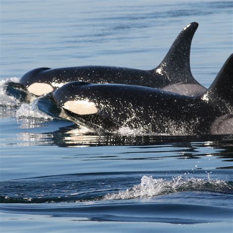 Adopt an Orca