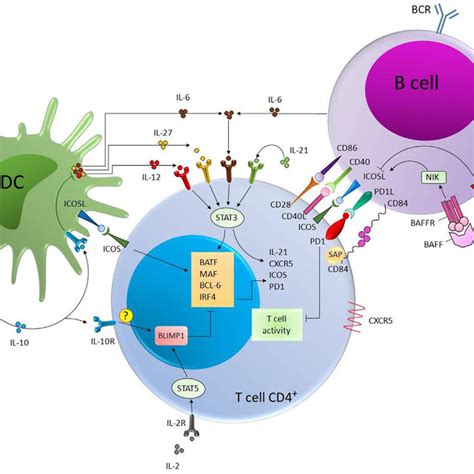 (PDF) Development of T follicular helper cells and their role in disease and immune system