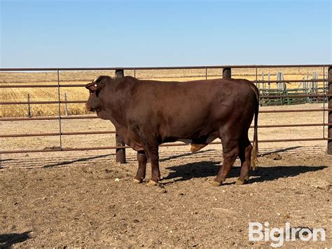 2 1/2 YO Registered Beefmaster Bull BigIron Auctions