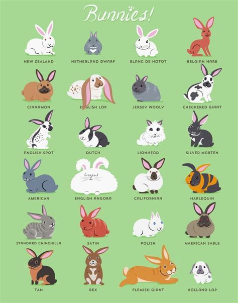 Bunny Breeds … | Pinteres…