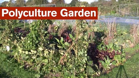 Polyculture Garden Introduction - YouTube