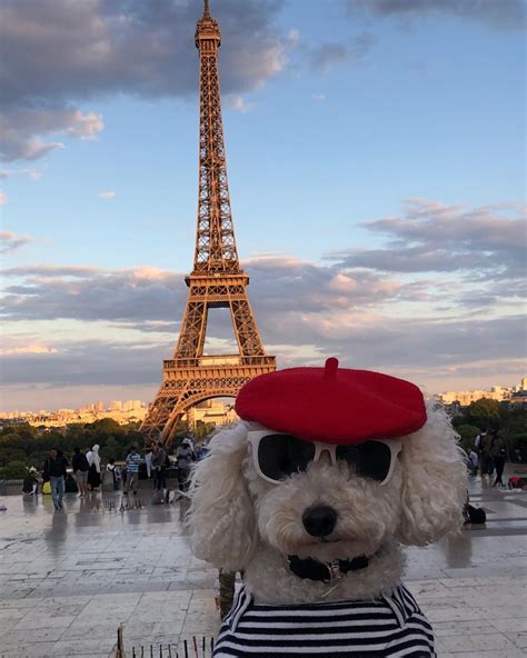 Kayser on Instagram: “Just a French poodle doing his thing . . . 📍 ...