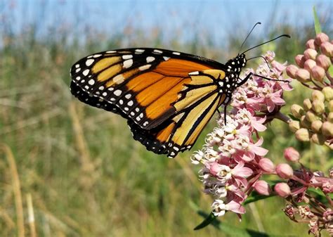 Western Monarchs: Notes from the Field | Xerces Society