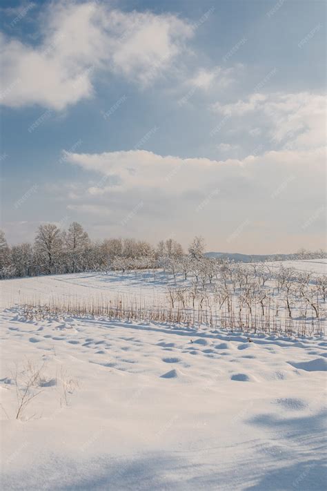 Free Photo | Vertical shot of a field covered in the snow under the sunlight at daytime