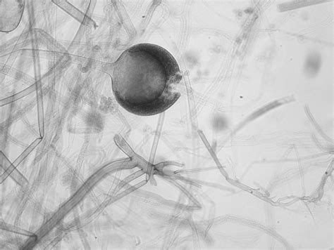 3.3: Zygospore-forming Fungi - Biology LibreTexts