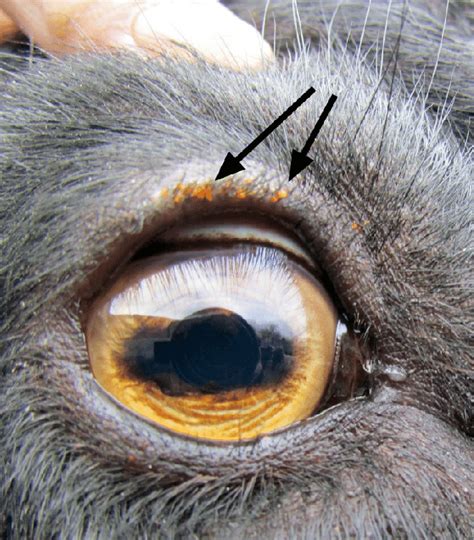 Neotrombicula heptneri attached around the eye of a goat. | Download Scientific Diagram