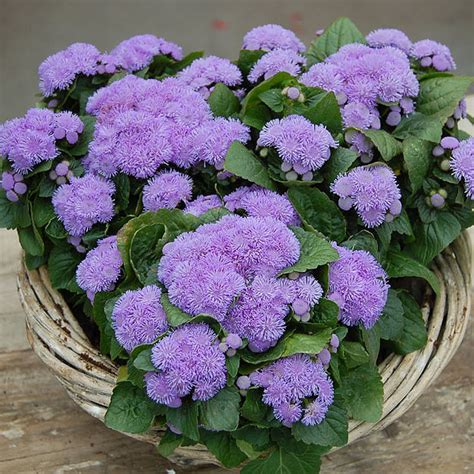 Ageratum Seeds | How to Grow Floss Flower | Annual Flower Seeds